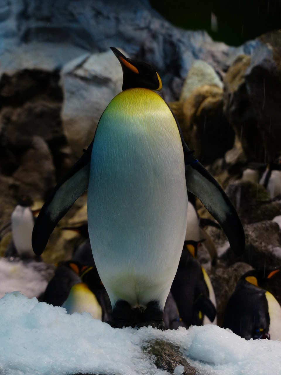 Karališkasis Pingvinas, Pingvinas, Aptenodytes Patagonicus, Krūtinė, Geltona, Balta, Spheniscidae, Didelis Pingvinas, Aptenodytes, Nemokamos Nuotraukos