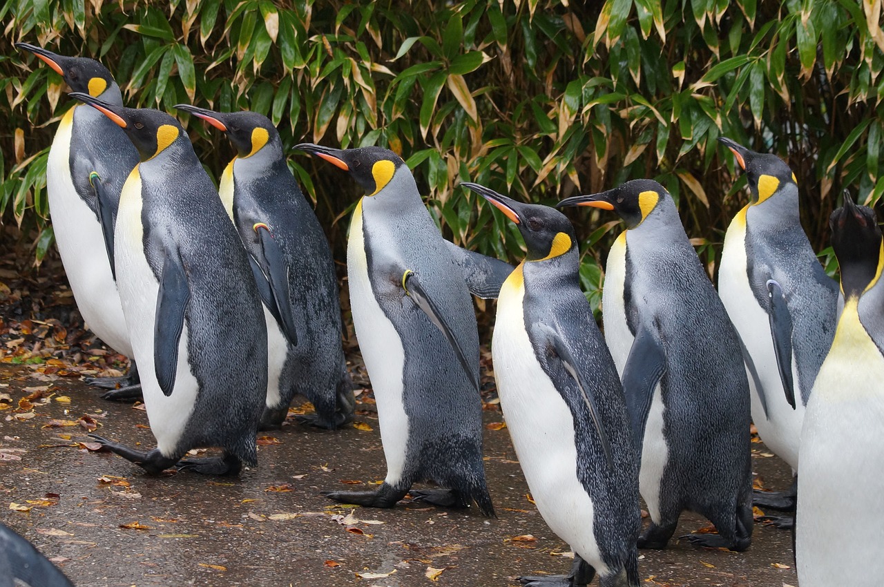 Karališkasis Pingvinas,  Zoologijos Sodas,  Vaikščioti, Nemokamos Nuotraukos,  Nemokama Licenzija