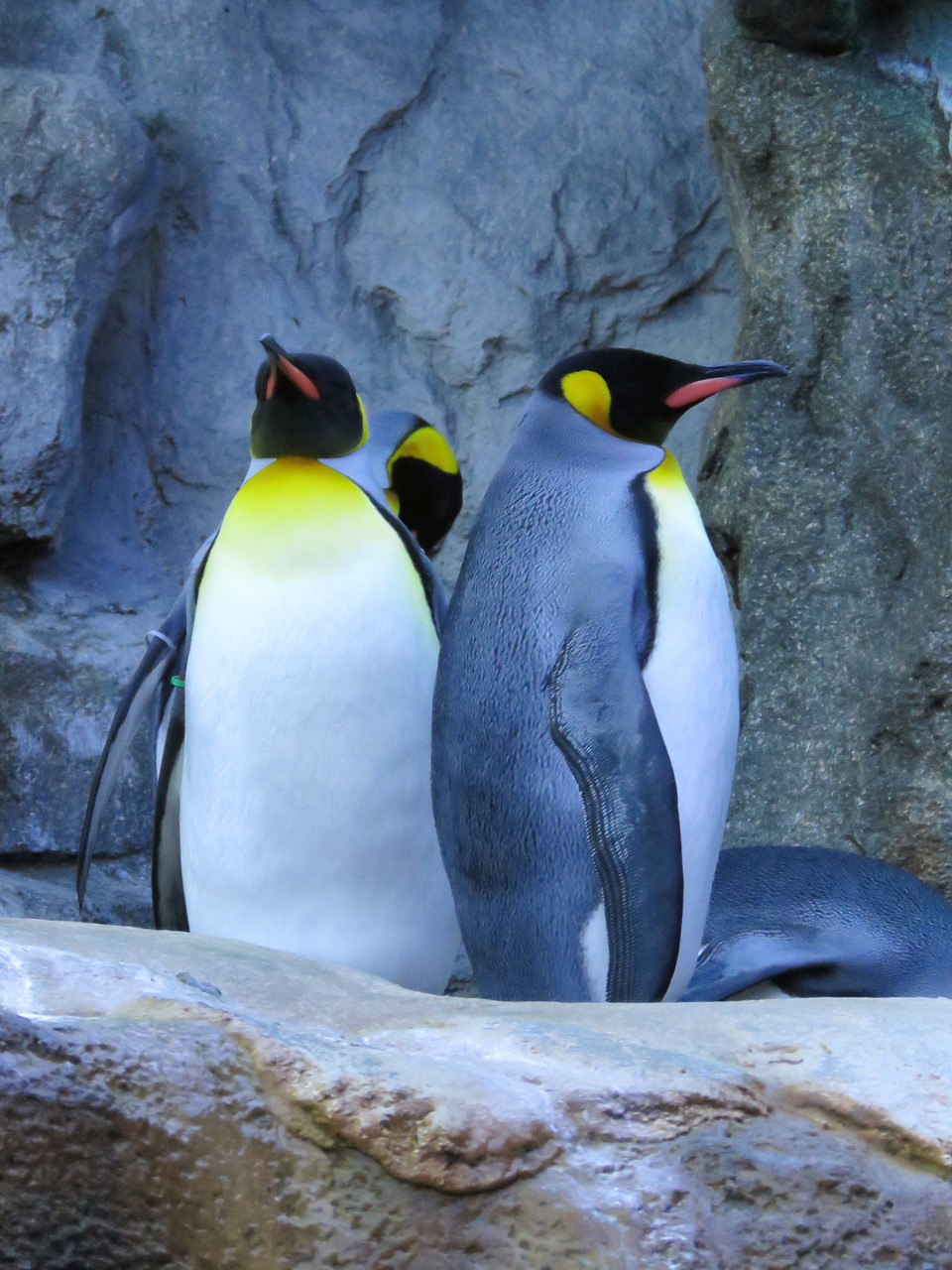 Karališkieji Pingvinai, Pingvinas, Kalgario Zoologijos Sodas, Nemokamos Nuotraukos,  Nemokama Licenzija