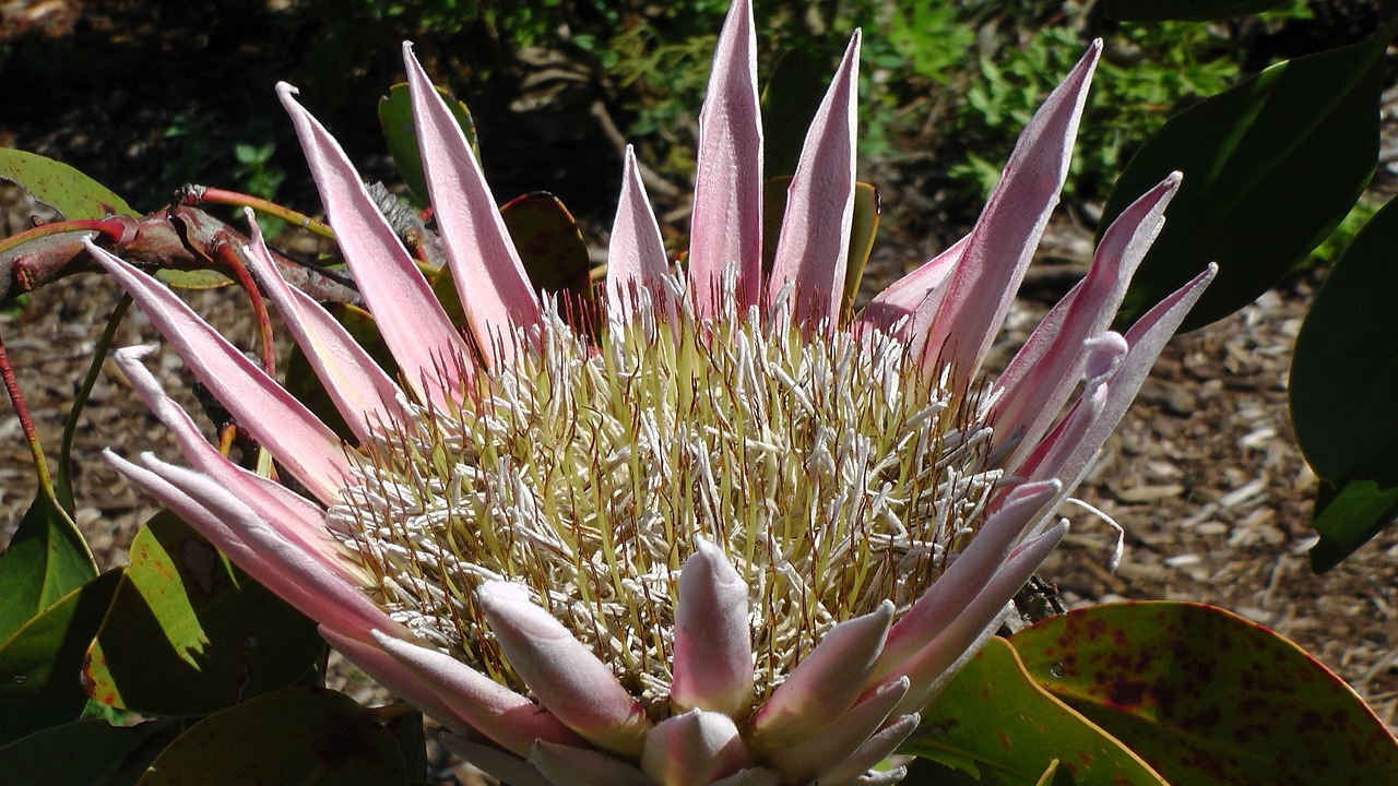 Karaliaus Proteas, Gėlė, Pietų Afrika, Cape Town, Kirstenbosch, Botanikos Sodas, Nacionalinė Gėlė, Nemokamos Nuotraukos,  Nemokama Licenzija
