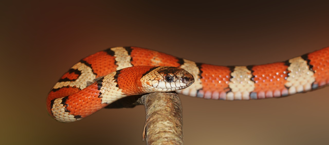 Karališkoji Gyvatė, Gyvatė, Juostos, Raudona, Juoda, Spalvinga, Dėmesio, Apie Pasivaikščiojimą, Lampropeltis, Ne Toksiškas