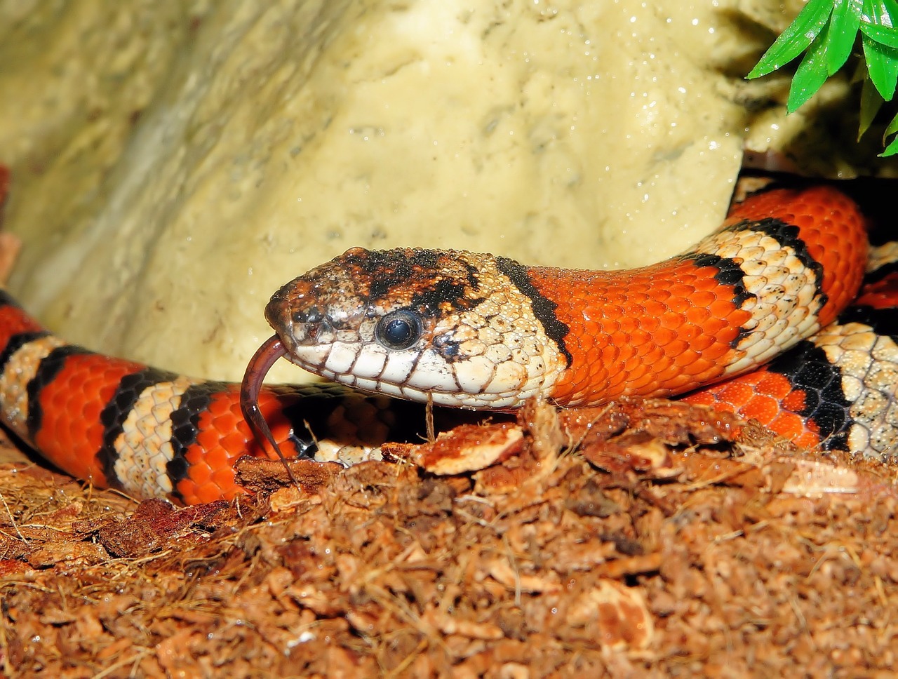 Karališkoji Gyvatė, Gyvatė, Juostos, Raudona, Juoda, Spalvinga, Dėmesio, Apie Pasivaikščiojimą, Lampropeltis, Ne Toksiškas