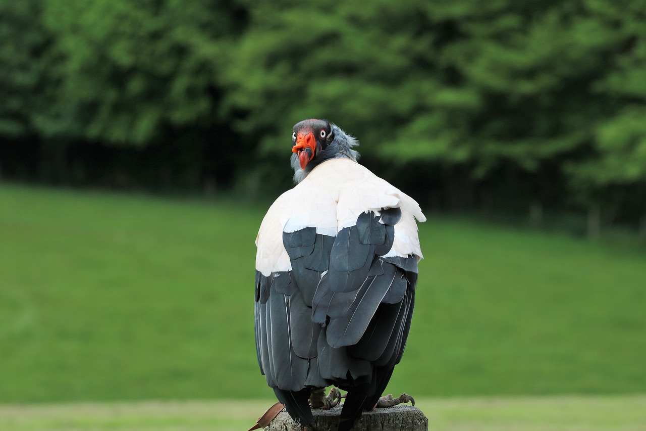 Karalius Grifas, Grifas, Laukinė Gamta, Prievartautojas, Mėsėdis, Grobis, Plėšrūnas, Paukštis, Gamta, Raptoras