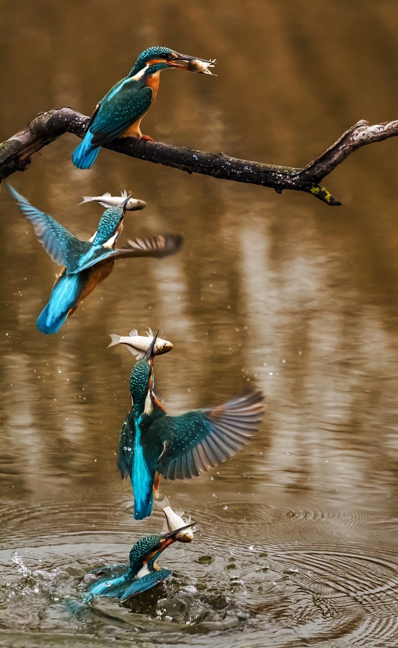 Žirgynas, Paukštis, Alcedo Atthis, Sparnuotas, Gyvūnas, Plunksnos, Fauna, Gamta, Paukščiai, Moteris