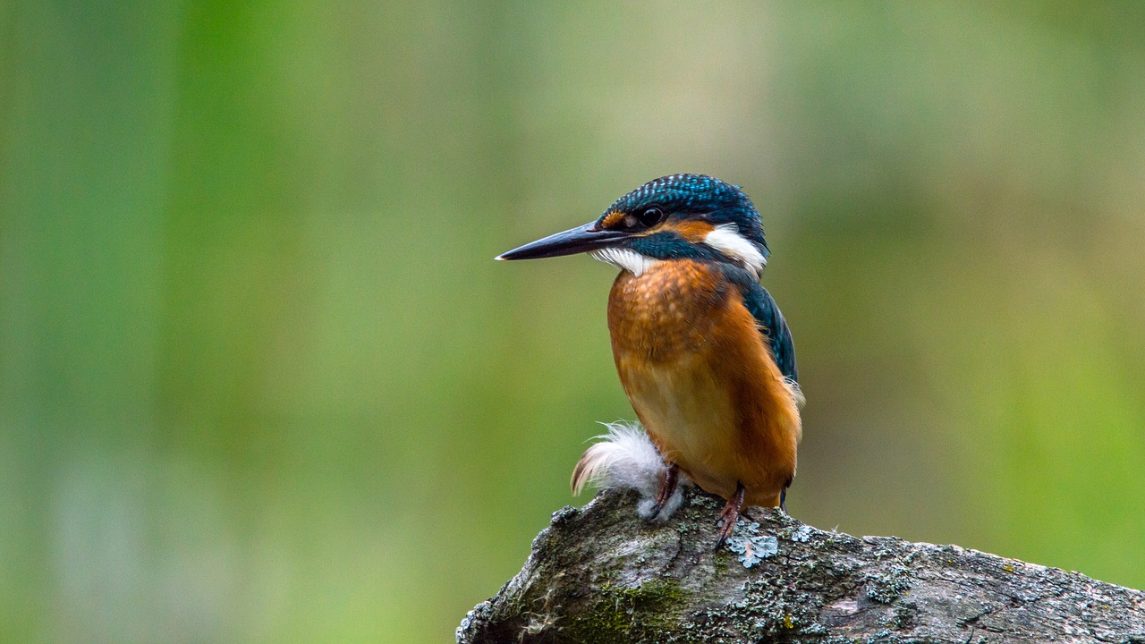 Žirgynas, Paukštis, Bendras Žiurkėnas, Mažas, Alcedo Atthis, Filialas, Žiūrėti, Laukti, Sustingęs, Medžiotojas