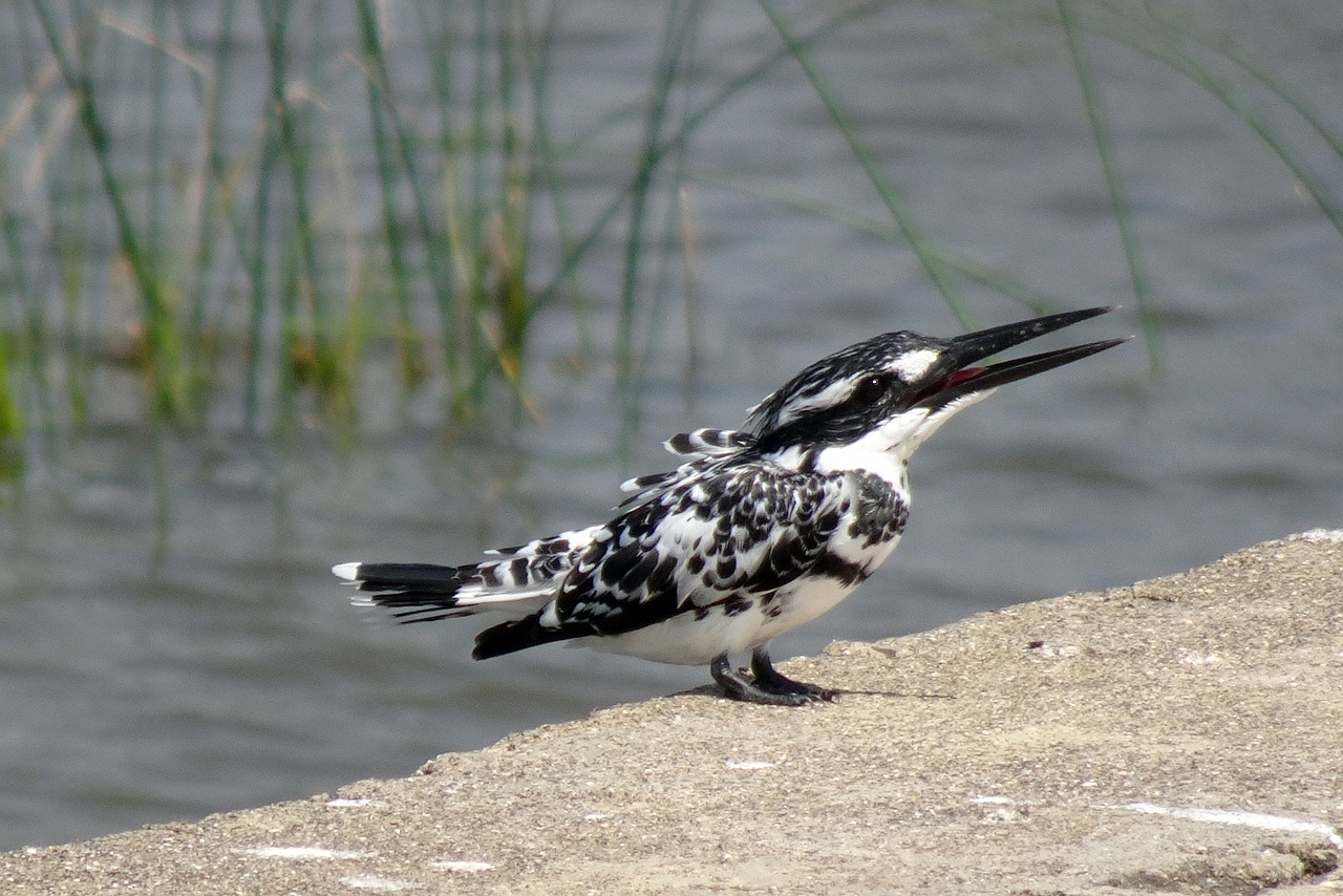 Žirgynas, Pied Kingfisher, Ceryle Rudis, Vandens Žiureklis, Paukštis, Snapas, Paukštis, Laukinė Gamta, Gamta, Gėlo Vandens