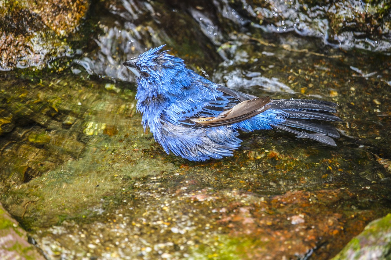 Kingfisher,  Prakaitavimas,  Plaukti, Nemokamos Nuotraukos,  Nemokama Licenzija