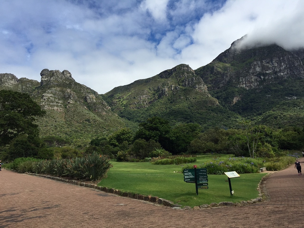 Kirstenbosch, Sodai, Newlands, Cape Town, Gamta, Žydėti, Vakarų, Botanikos, Botanika, Medis