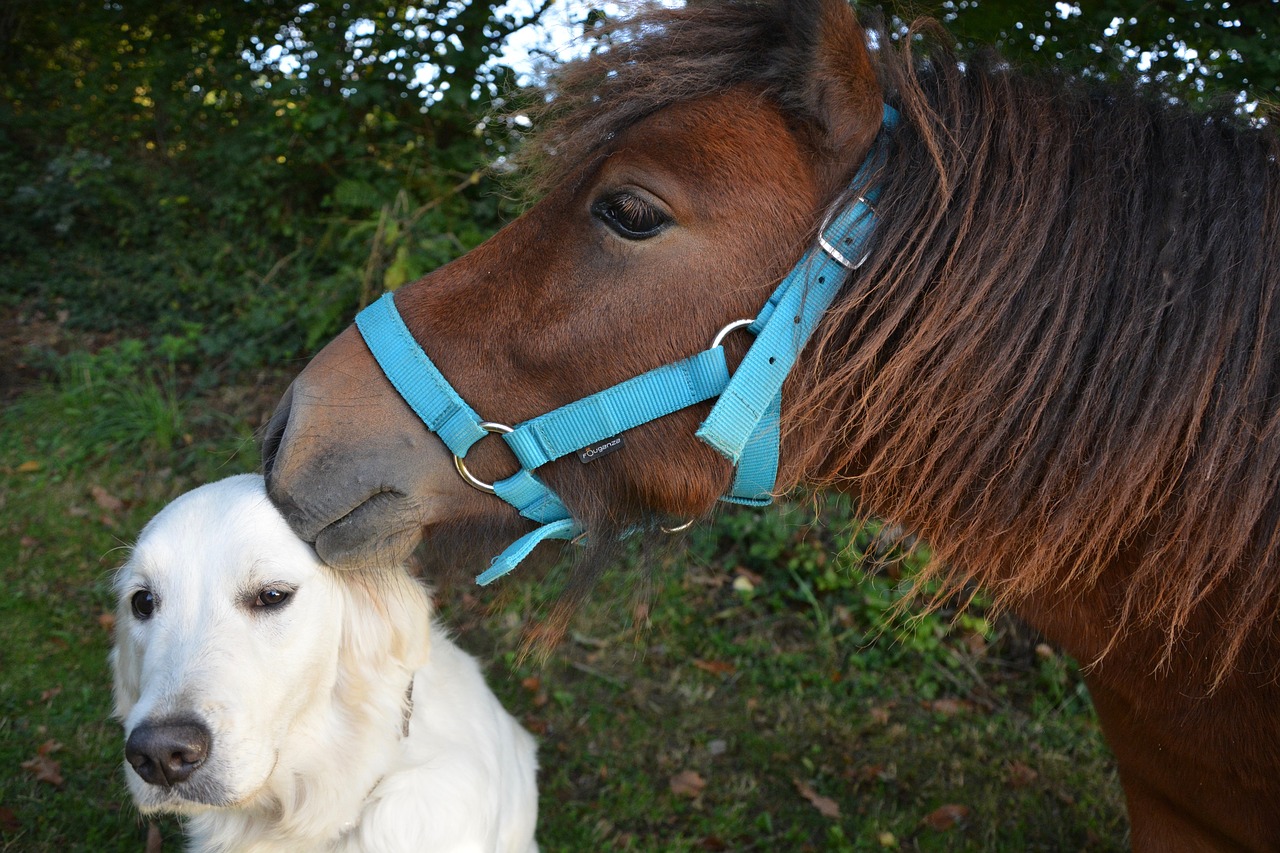 Bučinys, Shetland Ponis, Šuo Auksinis Retriveris, Švelnumas, Komplikacija, Švelnumo Meilė, Gamta, Meilė, Augintiniai, Pabučiuoti Arklys