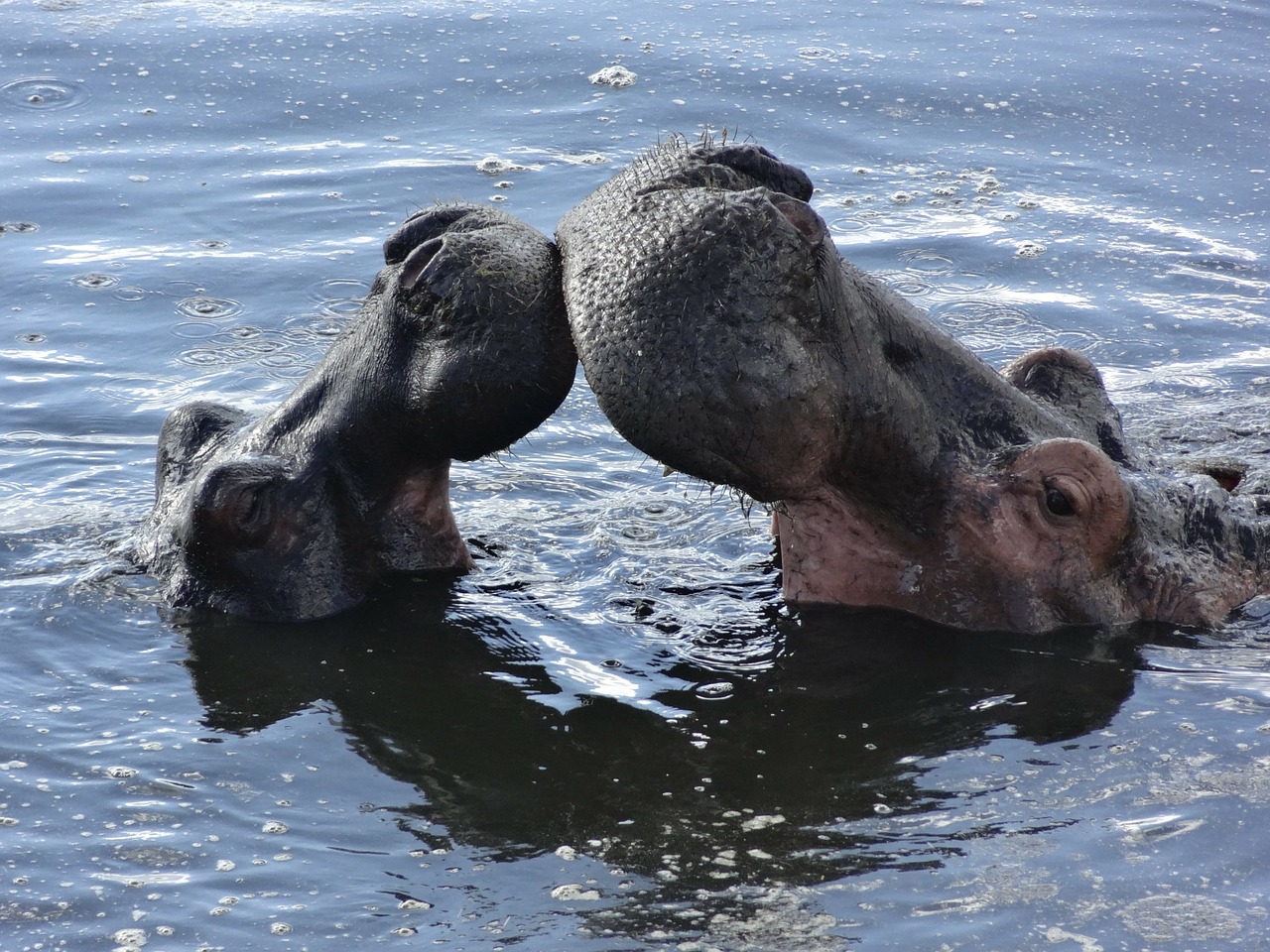 Bučinys, Hippos, Vonia, Nemokamos Nuotraukos,  Nemokama Licenzija