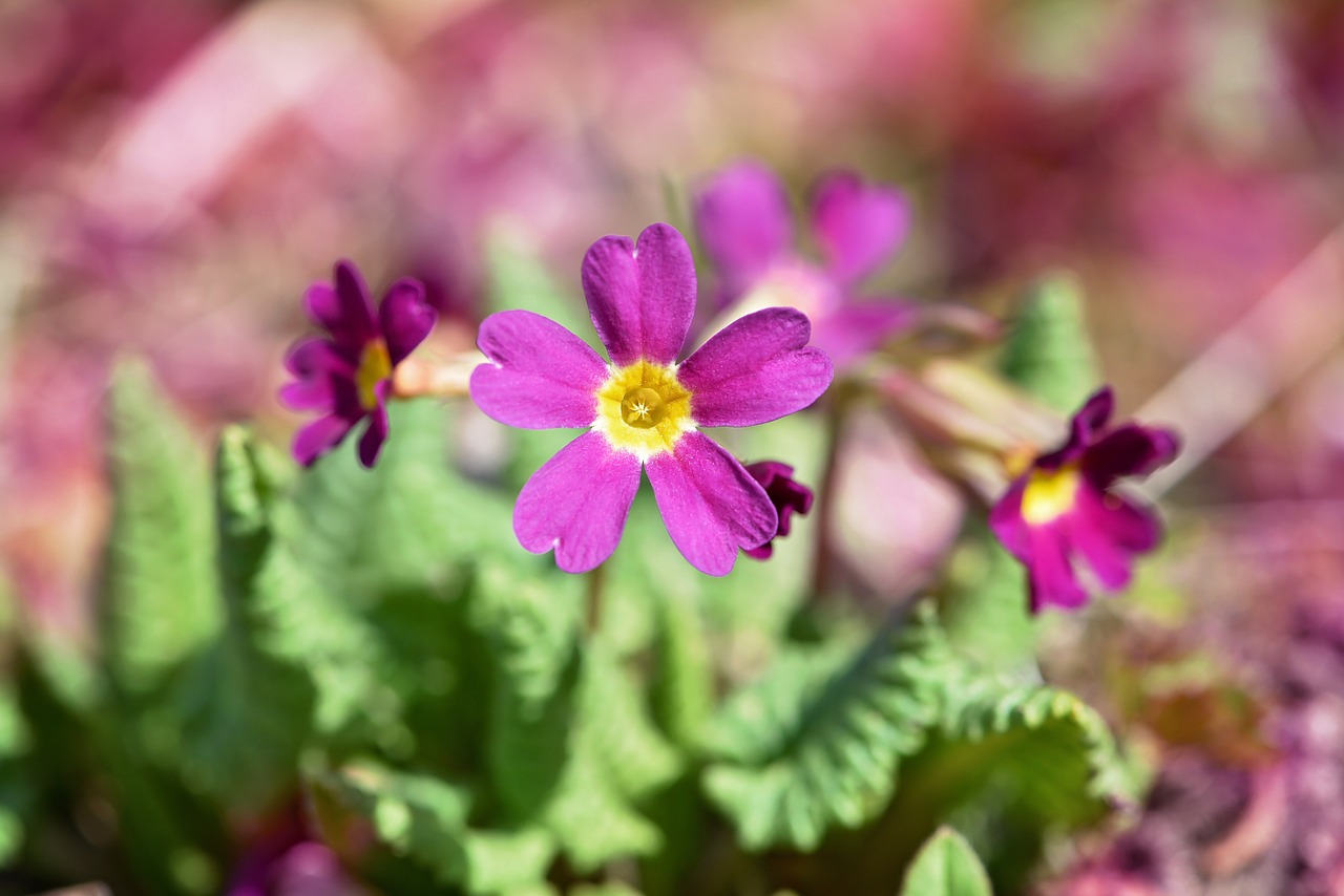 Kissenprimel, Violetinė, Kiaulytė, Ankstyvas Bloomer, Pavasario Gėlė, Gėlė, Augalas, Sodas, Pavasaris, Gamta