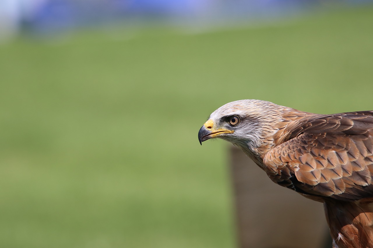 Aitvaras, Paukštis, Raptoras, Gamta, Laukinė Gamta, Plėšrūnas, Vanagas, Falcon, Plunksnos, Medžiotojas