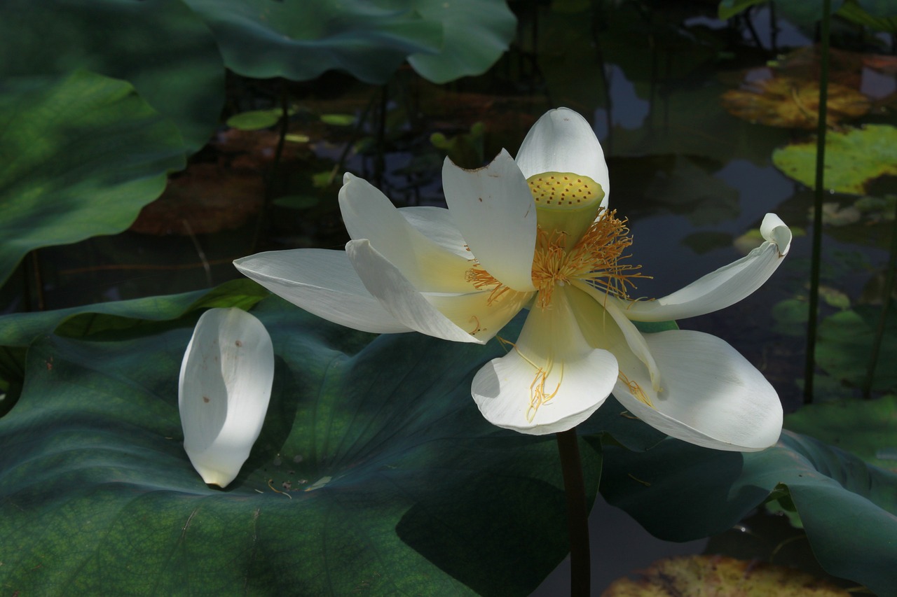 Aitvaras,  Lotus,  Pobūdį,  Gėlės,  Vandens Lelijos,  Augalai,  Smailės,  Tvenkinys Augalai,  Budizmas,  Tvenkinys