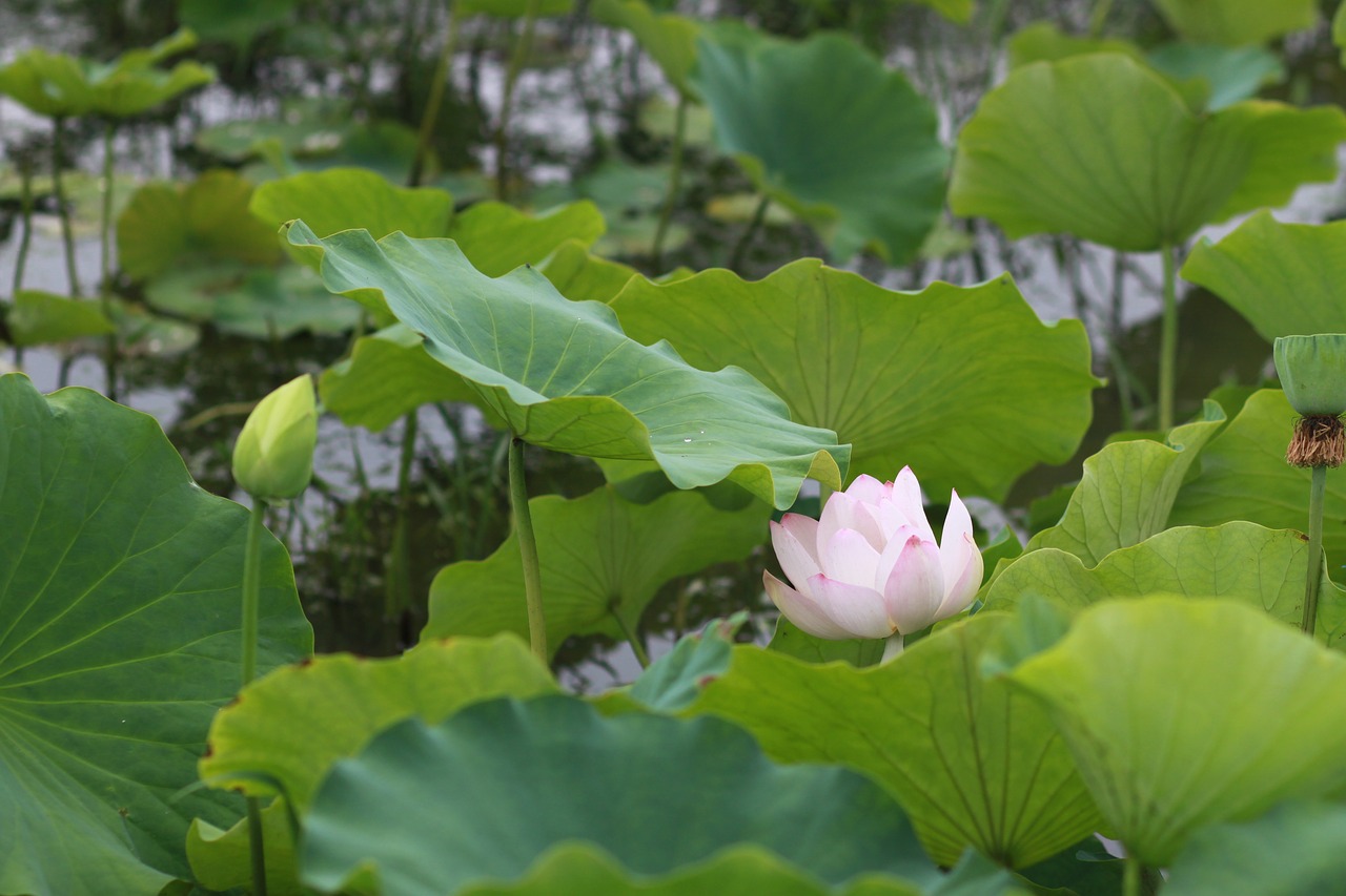 Aitvaras,  Lotus,  Pobūdį,  Gėlės,  Vandens Lelijos,  Augalai,  Smailės,  Tvenkinys Augalai,  Budizmas,  Tvenkinys