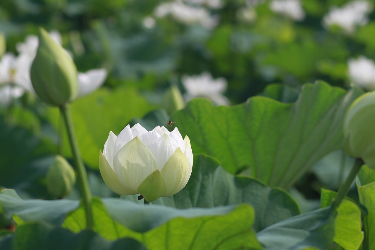 Aitvaras,  Lotus,  Pobūdį,  Gėlės,  Vandens Lelijos,  Augalai,  Smailės,  Tvenkinys Augalai,  Budizmas,  Tvenkinys