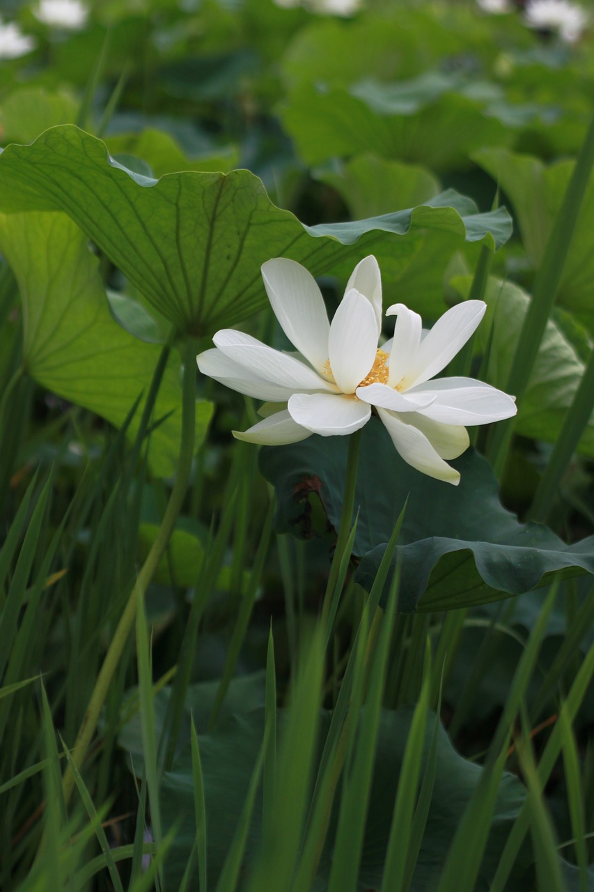 Aitvaras,  Lotus,  Vandens Lelijos,  Pobūdį,  Gėlės,  Augalai,  Smailės,  Tvenkinys Augalai,  Budizmas,  Tvenkinys