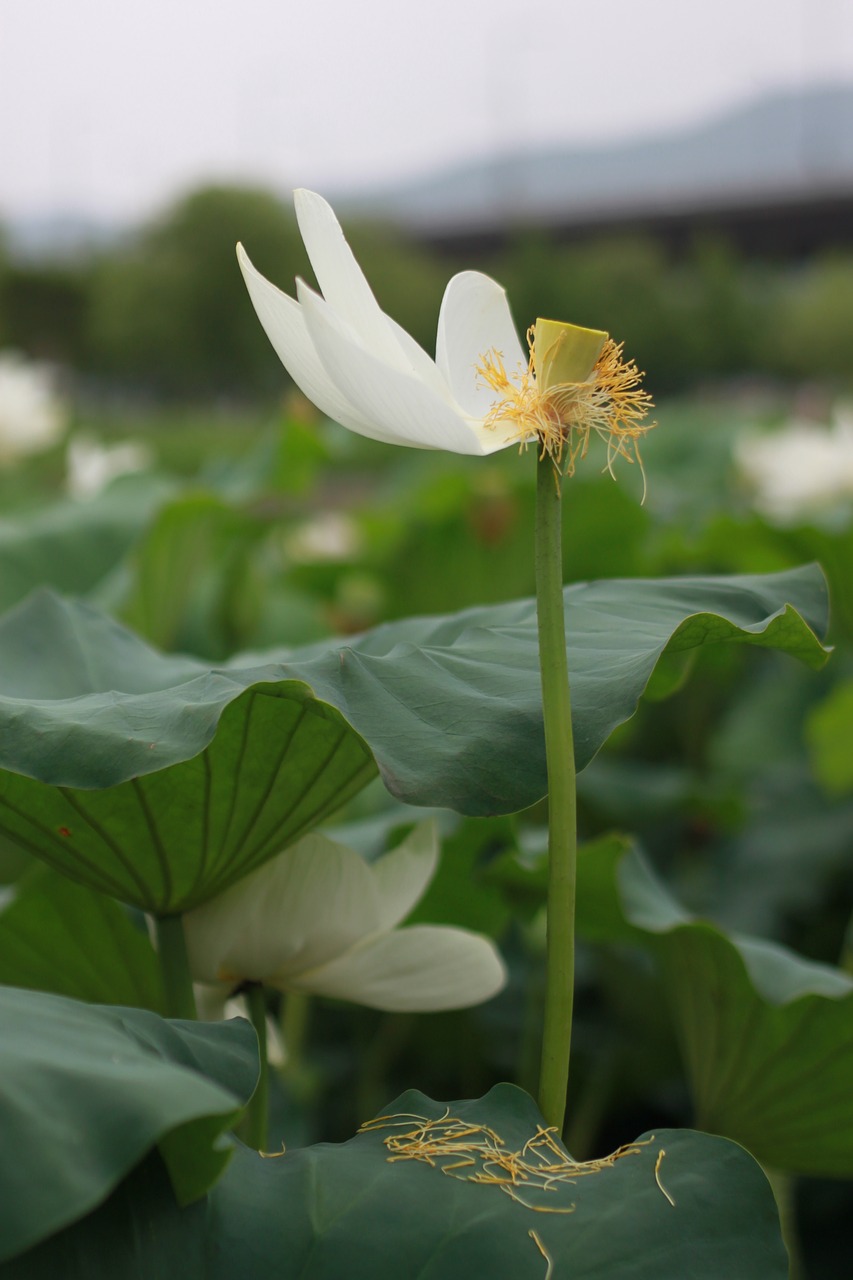 Aitvaras,  Lotus,  Vandens Lelijos,  Pobūdį,  Gėlės,  Augalai,  Smailės,  Tvenkinys Augalai,  Budizmas,  Tvenkinys