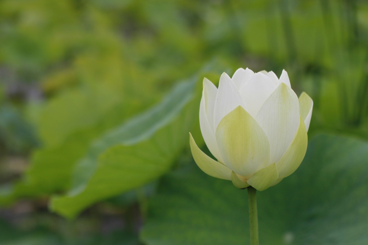 Aitvaras,  Lotus,  Vandens Lelijos,  Pobūdį,  Gėlės,  Augalai,  Tvenkinys Augalai,  Tvenkinys,  Vandens Augalai,  Žiedas