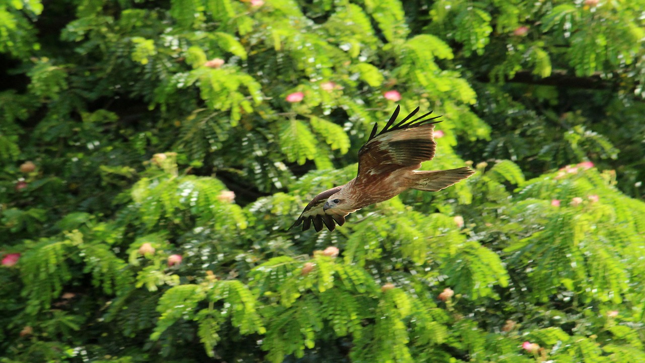 Aitvaras,  Juodos Spalvos,  Rudi,  Skrydis,  Laisvė,  Kerala,  Paukštis,  Pobūdį,  Predator,  Raptor