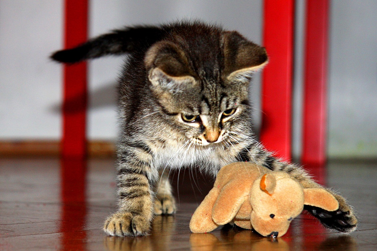Kačiukas, Žaislas, Tomcat, Žaisti, Naminis Gyvūnėlis, Mažas, Nemokamos Nuotraukos,  Nemokama Licenzija