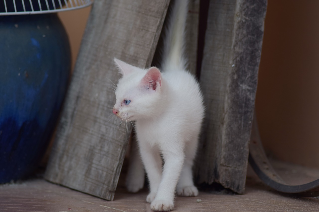 Kačiukas, Baltas Kačiukas, Balta Katė, Mažas Katinas, Mažai Kačių, Miela Katė, Balta, Katė, Gyvūnas, Naminis Gyvūnėlis