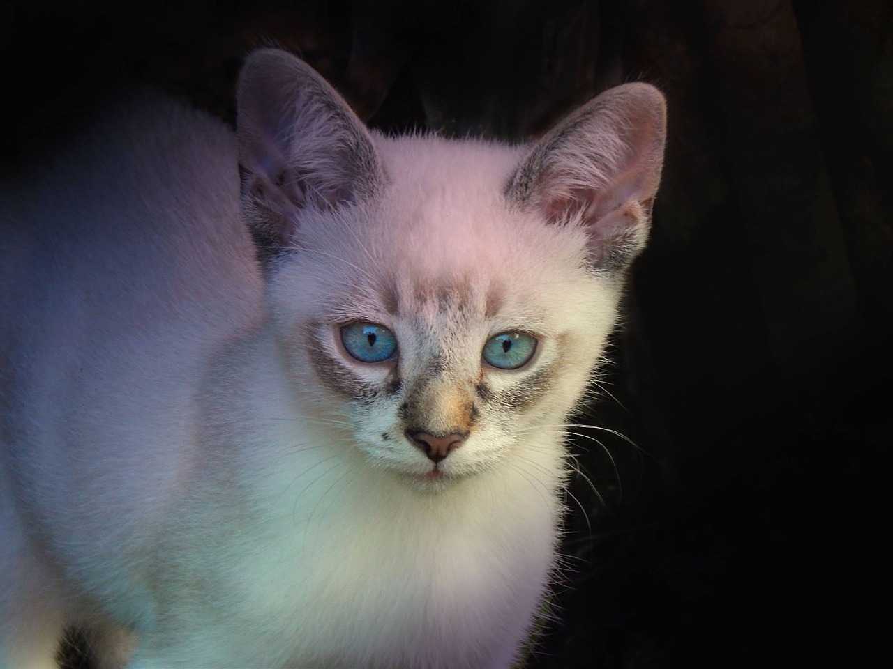 Kačiukas, Naktis, Balta Katė, Kačių, Nemokamos Nuotraukos,  Nemokama Licenzija