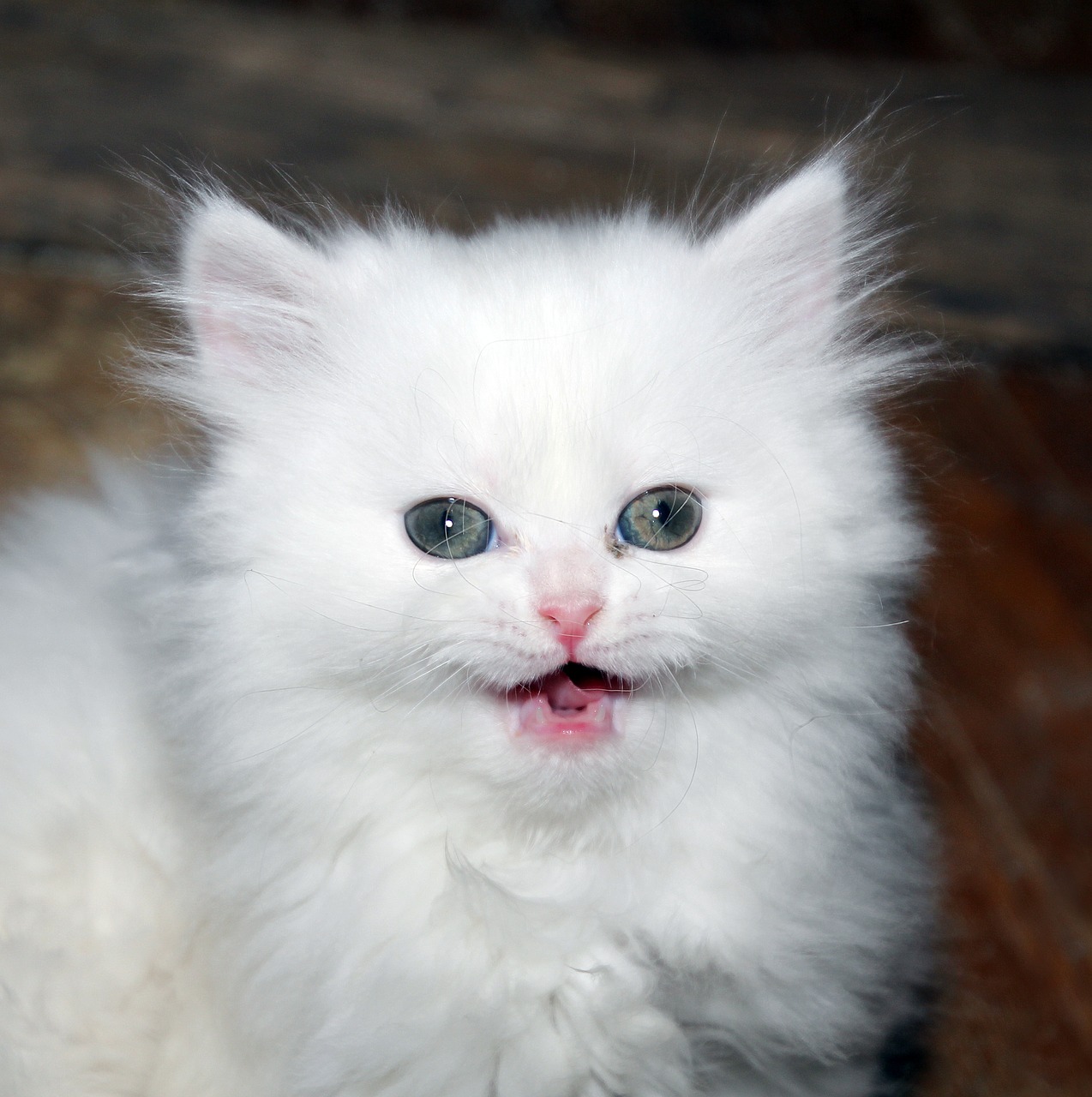 Kačiukas, Katė, Baltas Kačiukas, Persų Katė, Balta Persų Kačiukas, Kačių, Naminis Gyvūnėlis, Mielas, Grynakraujis, Nemokamos Nuotraukos