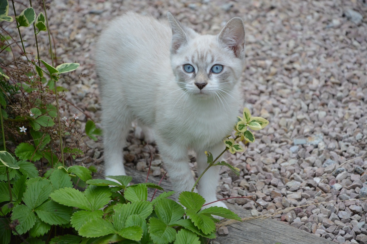 Kačiukas, Katė, Gyvūnas, Kačių Akys, Mėlynos Akys Pet, Kūdikių Katė, Mielas, Pussy, Kačių, Nemokamos Nuotraukos