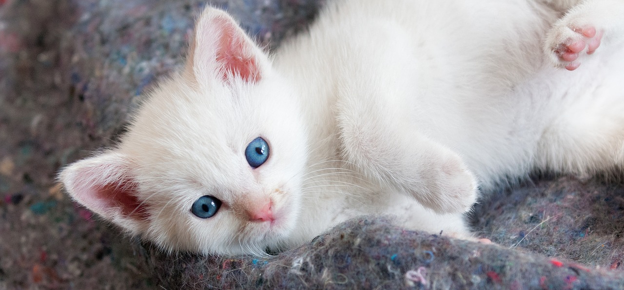 Kačiukas, Mielas, Balta, Akys, Mėlynas, Pūkuotas, Juokinga, Žiūri, Tabby, Atrodo