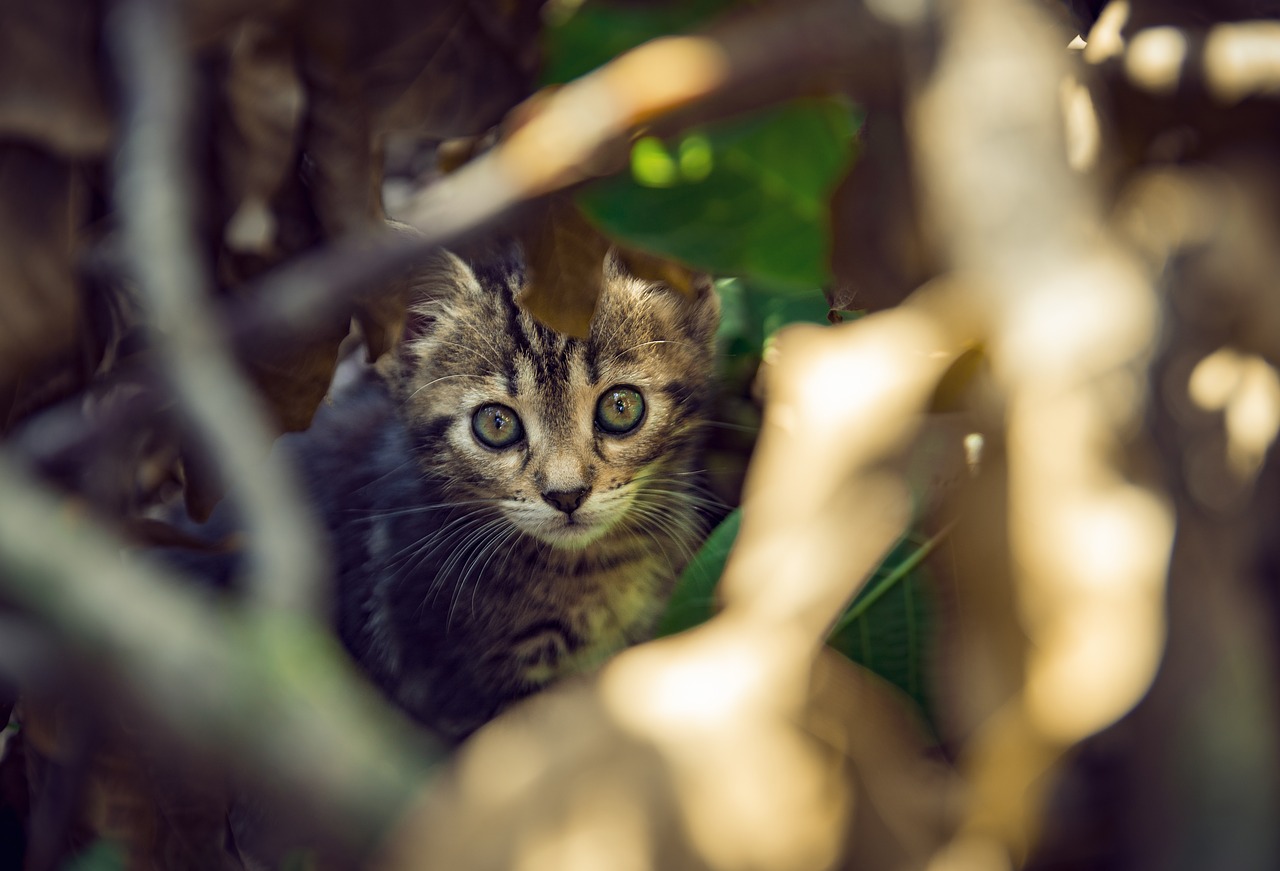 Kačiukas,  Pilka Katė,  Kitty,  Mielas,  Katė,  Jauna,  Pilka,  Kailiai,  Auginami,  Kačių