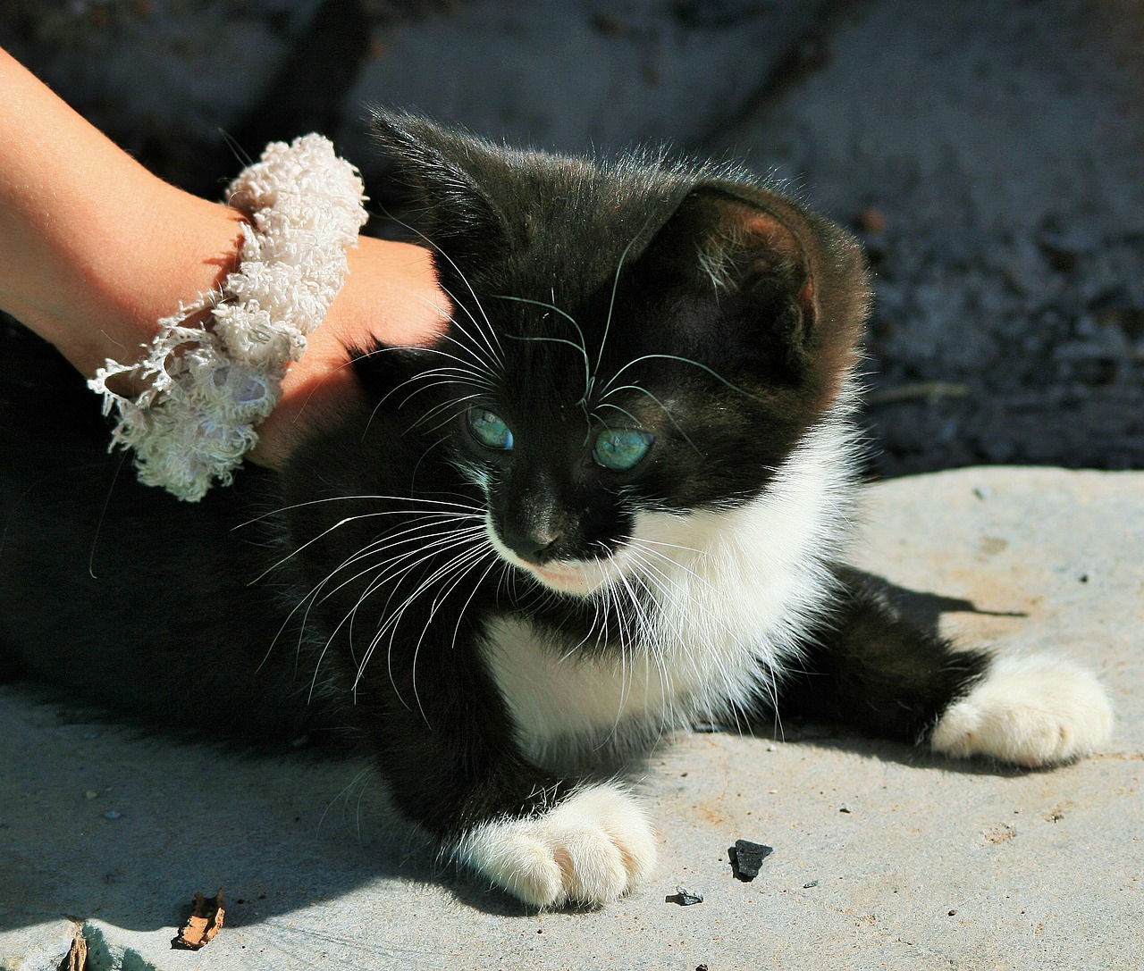 Kačiukas, Stroking, Petting, Mažas, Katė, Juoda, Balta, Akys, Žalias, Bjaurus