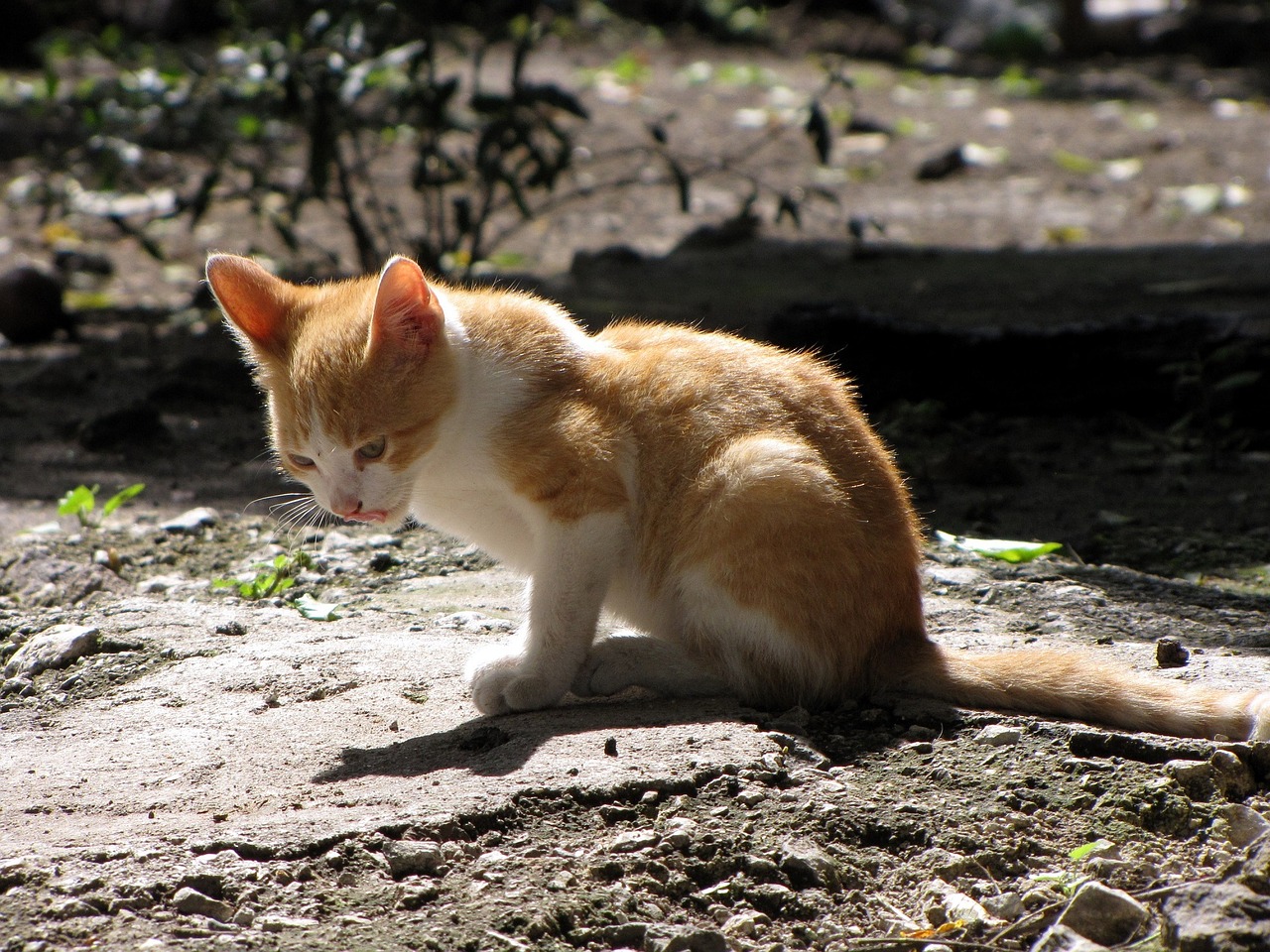 Kačiukas, Sėdi, Vidaus, Mielas, Jaunas, Kačiukas, Kačių, Mažas, Oranžinė, Balta