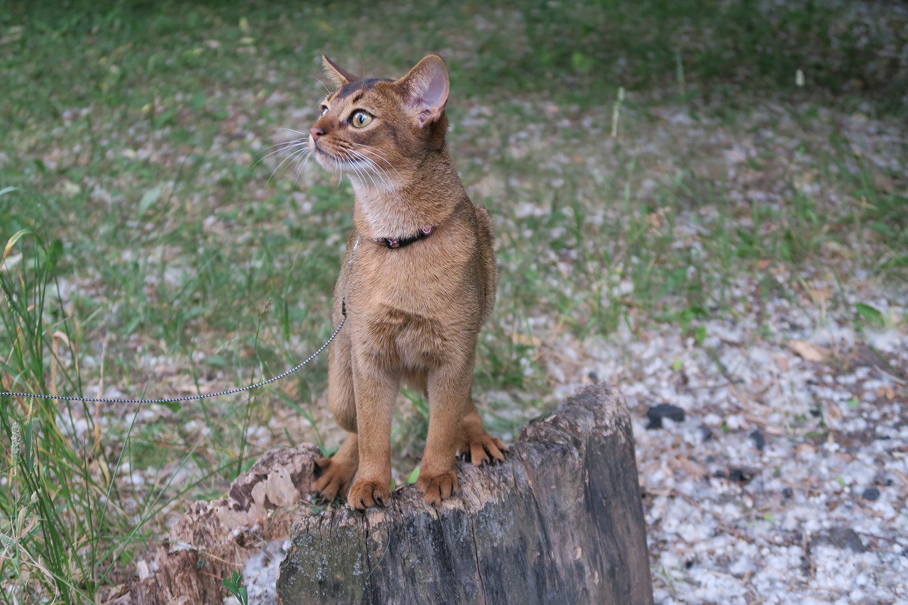 Kačiukai, Abissintsykoshki, Koshkiabissintsy, Abyssinians, Abissintsykotyata, Abyssinian, Abyssinia, Abissinskayakoshka, Abissinskiekoshki, Abissinskiekotyata