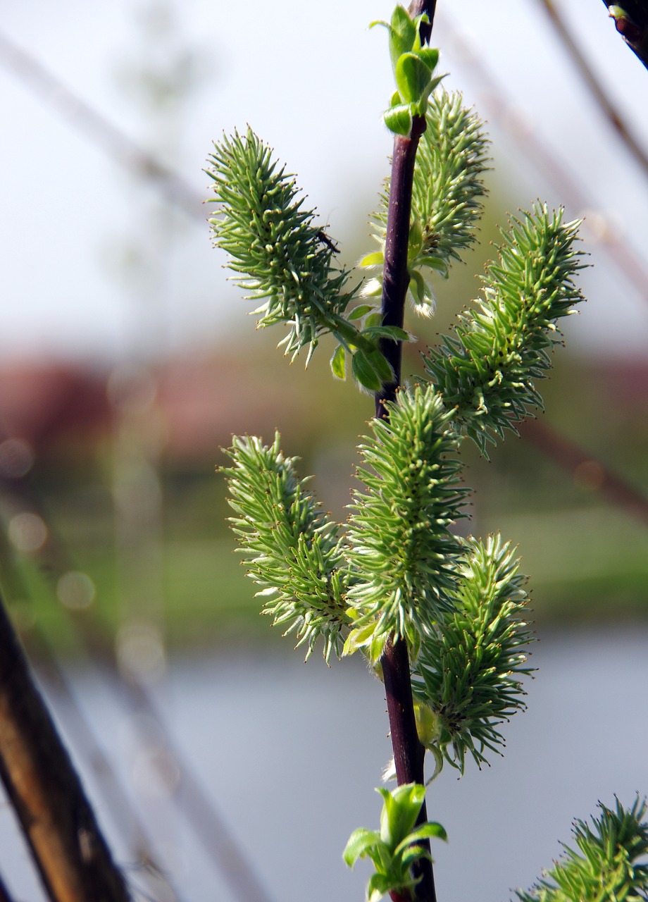 Kačiukai, Gluosnis, Salix Alba, Gėlė, Pavasaris, Rameau, Nemokamos Nuotraukos,  Nemokama Licenzija