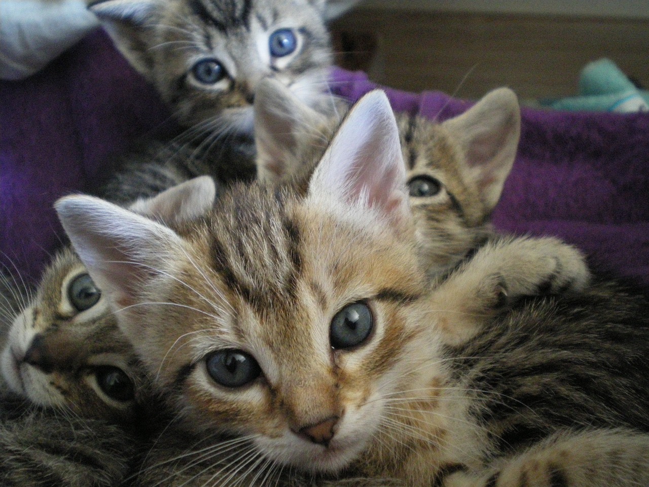 Kačiukai, Akys, Katė, Nemokamos Nuotraukos,  Nemokama Licenzija