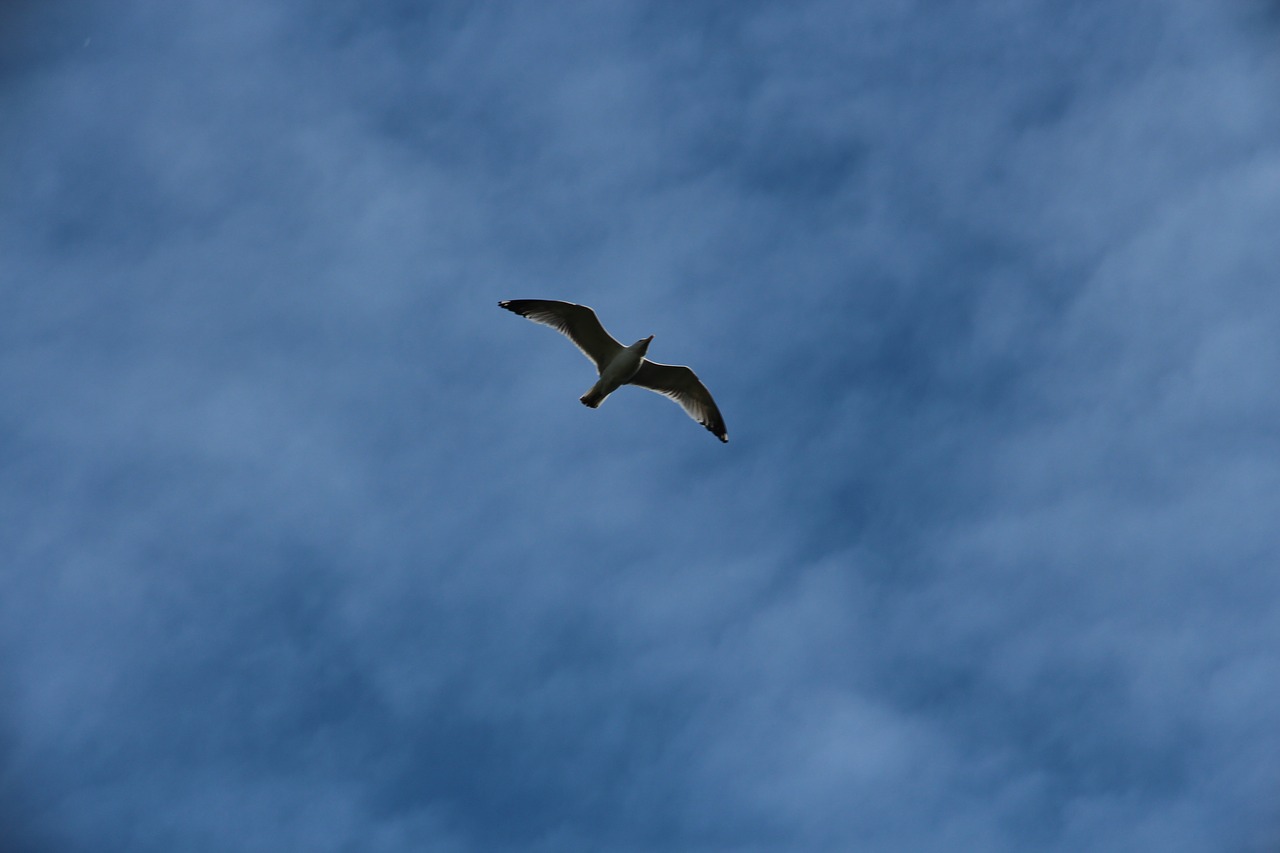 Kittiwake,  Rissa Tridactyla,  Paukštis,  Žuvėdra,  Dangus,  Skrenda,  Skrydis,  Mėlynas Dangus,  Debesys,  Gyvūnas