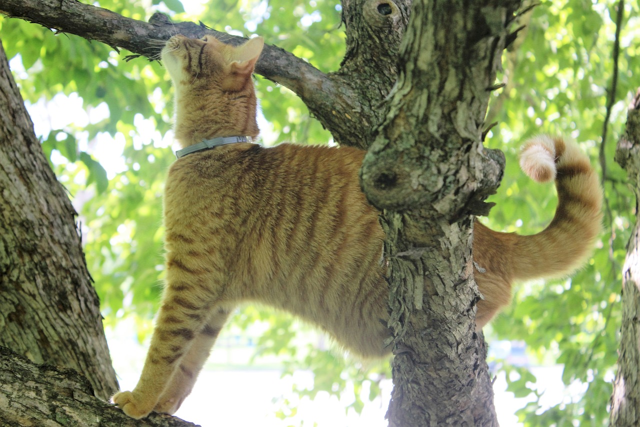 Kačiukas, Miau, Katės, Gyvūnai, Nemokamos Nuotraukos,  Nemokama Licenzija