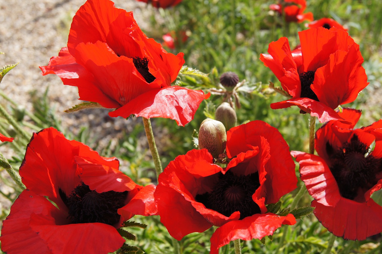 Raudona Aguona, Klatschmohn, Gamta, Raudona, Nemokamos Nuotraukos,  Nemokama Licenzija