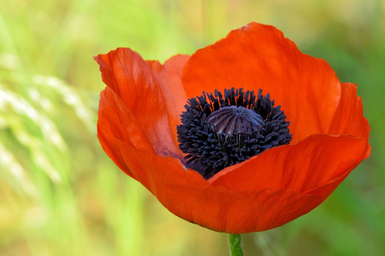 Klatschmohn, Aguona, Žiedas, Žydėti, Aguonos Gėlė, Raudona, Laukas, Nemokamos Nuotraukos,  Nemokama Licenzija