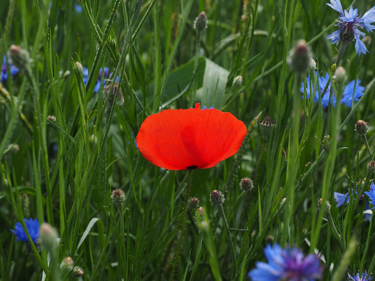 Klatschmohn, Aguonos Gėlė, Aguona, Raudona Aguona, Raudona, Gėlė, Žiedas, Žydėti, Atvira Gėlė, Žiedlapiai