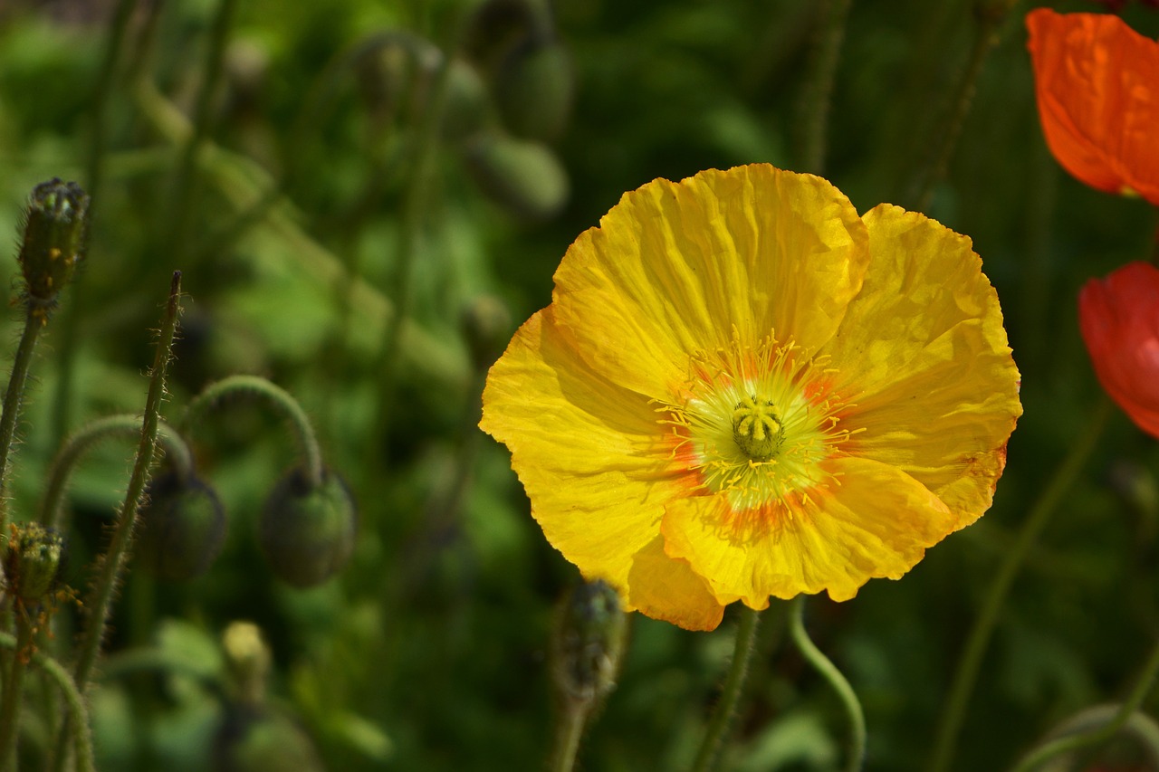 Klatschmohn, Gėlės, Aguona, Geltona, Aguonos Gėlė, Gamta, Pavasaris, Aguonos, Mohngewaechs, Žiedai