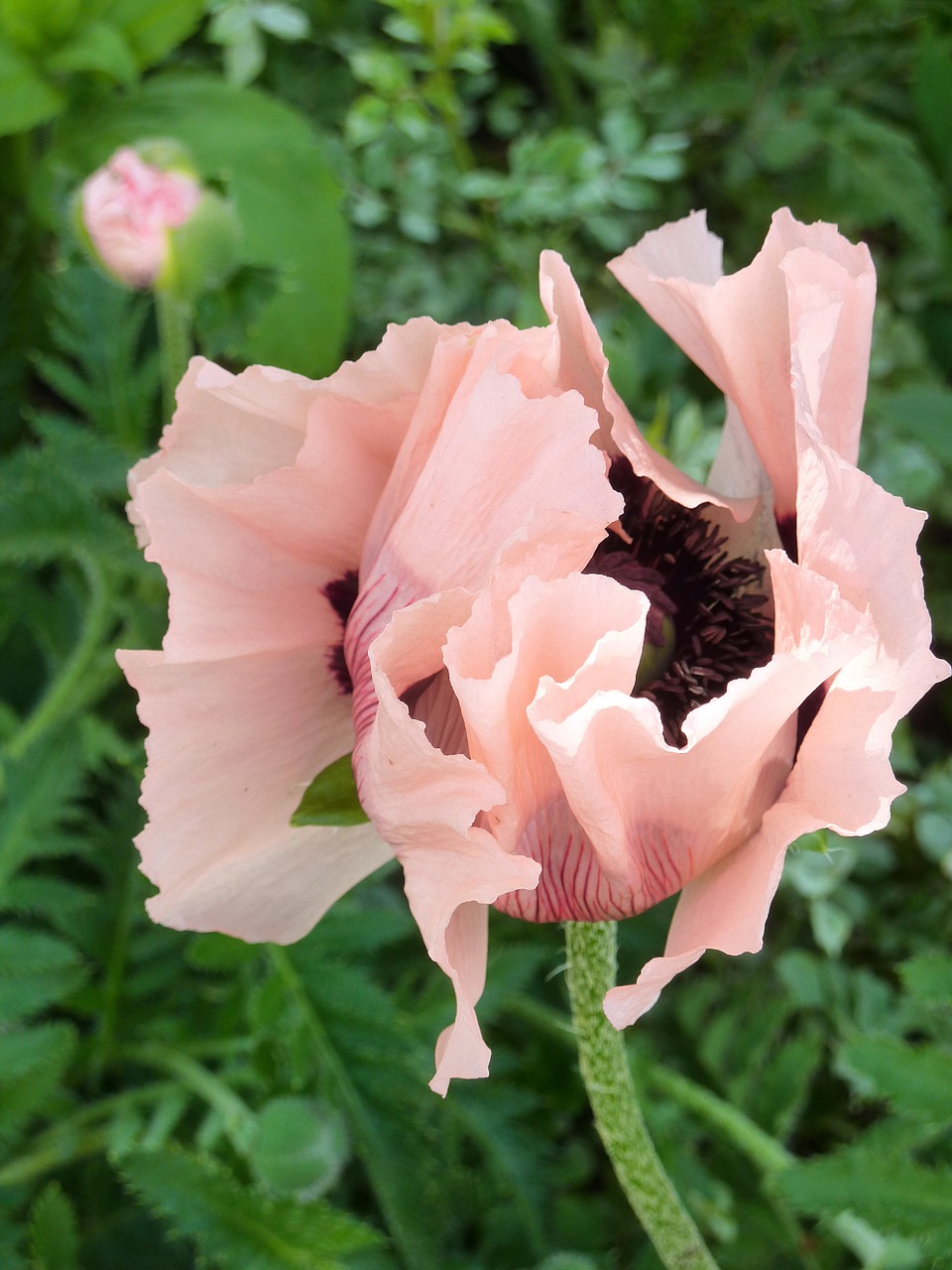 Klatschmohn, Budas, Pumpurai Vairuoti, Aguona, Gamta, Raudona, Vasara, Dygsta, Nemokamos Nuotraukos,  Nemokama Licenzija