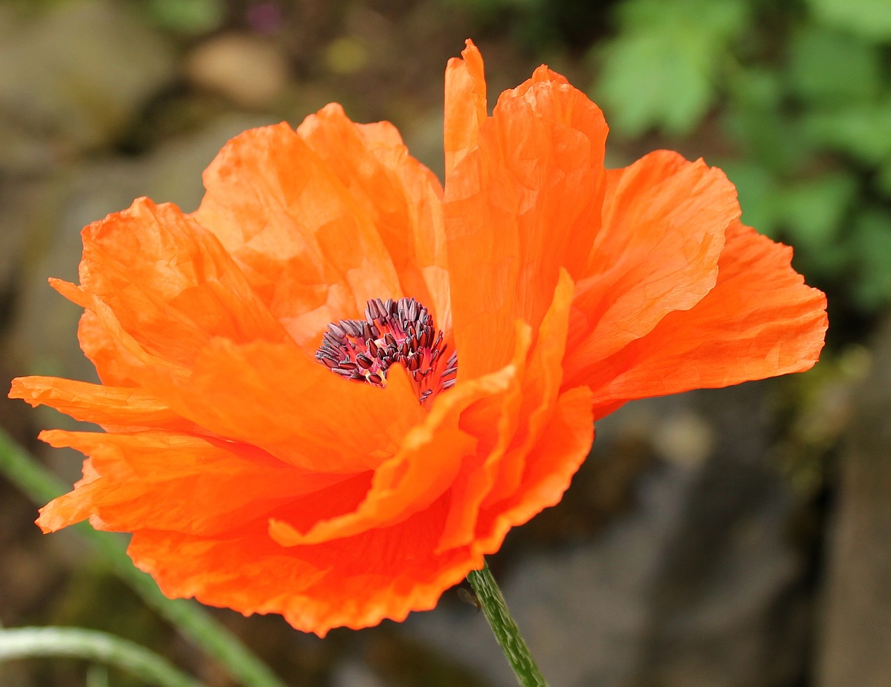 Klatschmohn, Gėlė, Aguona, Laukinė Gėlė, Žiedas, Žydėti, Aguonos Gėlė, Augalas, Gamta, Žiedai