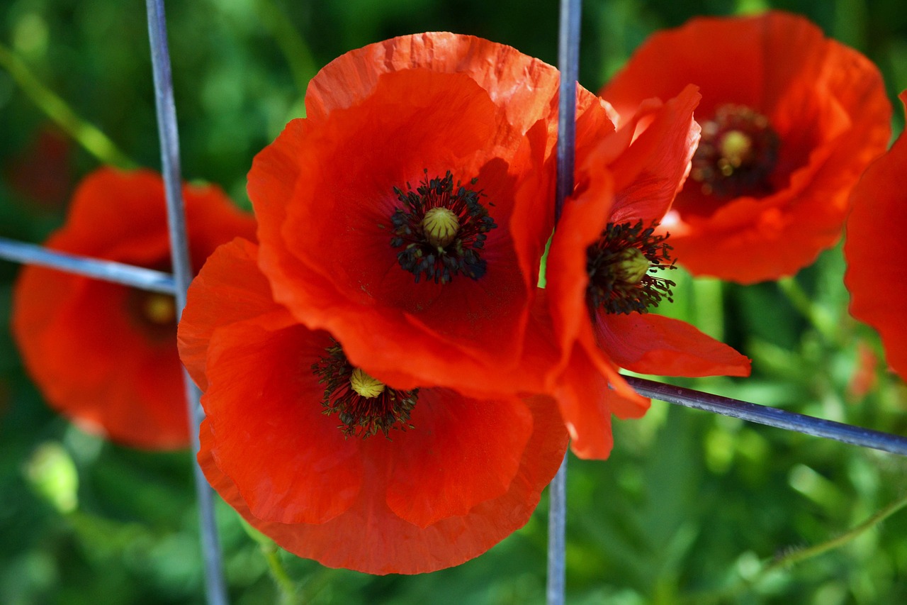 Klatschmohn, Aguona, Klatschrose, Papaver Rhoeas, Raudonos Gėlės, Tinklelis, Aguonos Gėlė, Gėlė, Pavasaris, Raudona