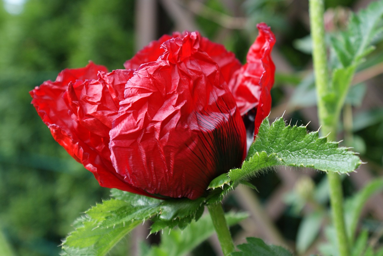 Klatschmohn, Gegužė, Raudona, Nemokamos Nuotraukos,  Nemokama Licenzija