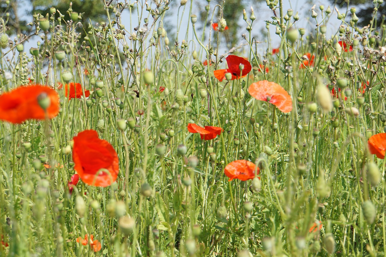 Klatschmohn, Aguona, Aguonų Pieva, Nemokamos Nuotraukos,  Nemokama Licenzija