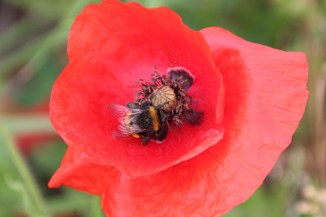 Klatschmohn, Aguona, Žiedas, Žydėti, Raudona, Nemokamos Nuotraukos,  Nemokama Licenzija