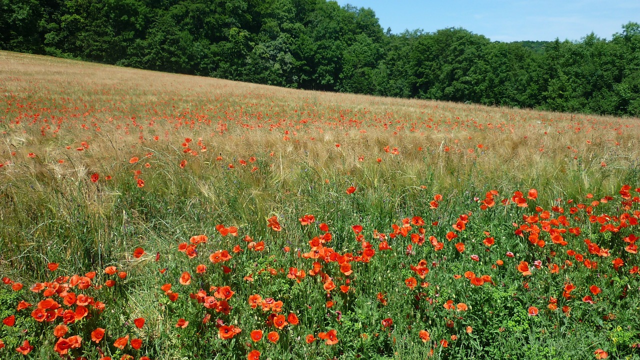 Klatschmohn, Vokiškas Laukinis Augalas, Kukurūzų Laukas, Daug, Raudonos Gėlės, Vasara, Nemokamos Nuotraukos,  Nemokama Licenzija