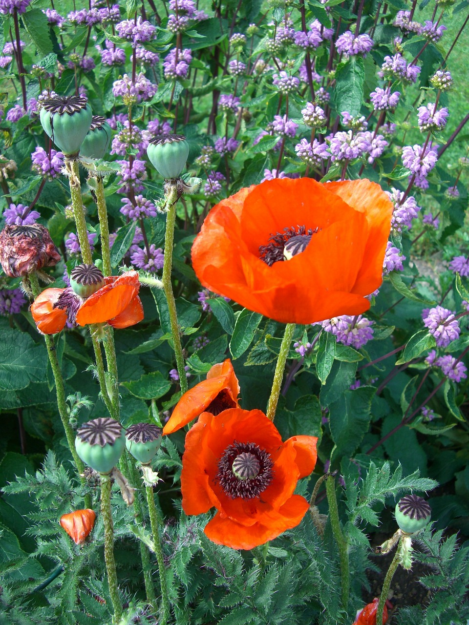 Klatschmohn, Aguona, Žiedas, Žydėti, Raudona, Rutulys, Nemokamos Nuotraukos,  Nemokama Licenzija