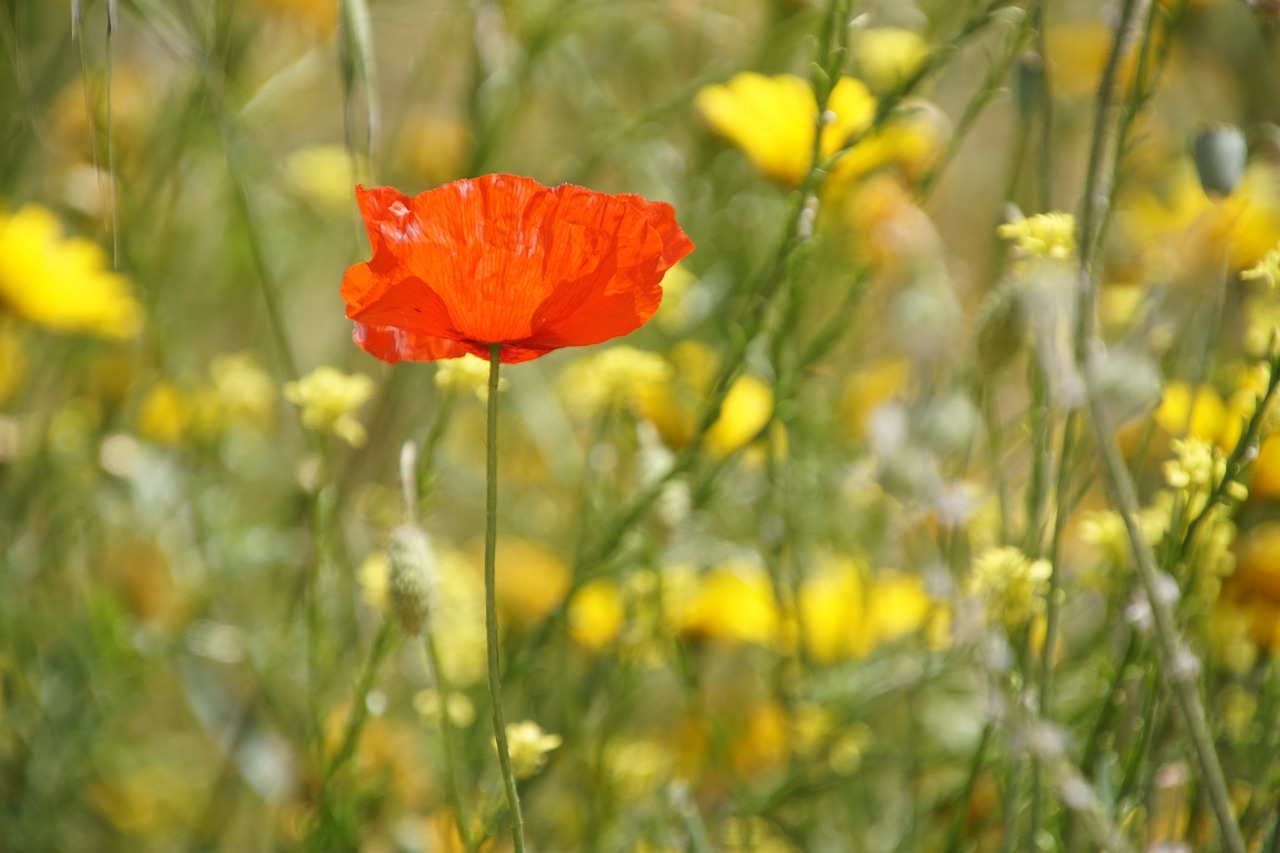 Klatschmohn, Aguona, Klatschrose, Papaver, Papaveraceae, Papaver Rhoeas, Raudona, Pavasaris, Vasara, Spalvinga